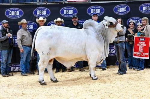 LOT 45 - MR. WARD 60 “THE NATURE BOY” - 3 CONVENTIONAL SEMEN STRAWS