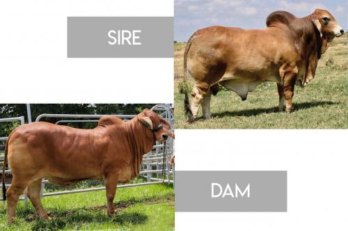 LOT 38 - LMC LN POLLED PAPPO 136/6 (PP) x MISS MF LADY KATY 5/1- 3 FEMALE SEXED EMBRYOS