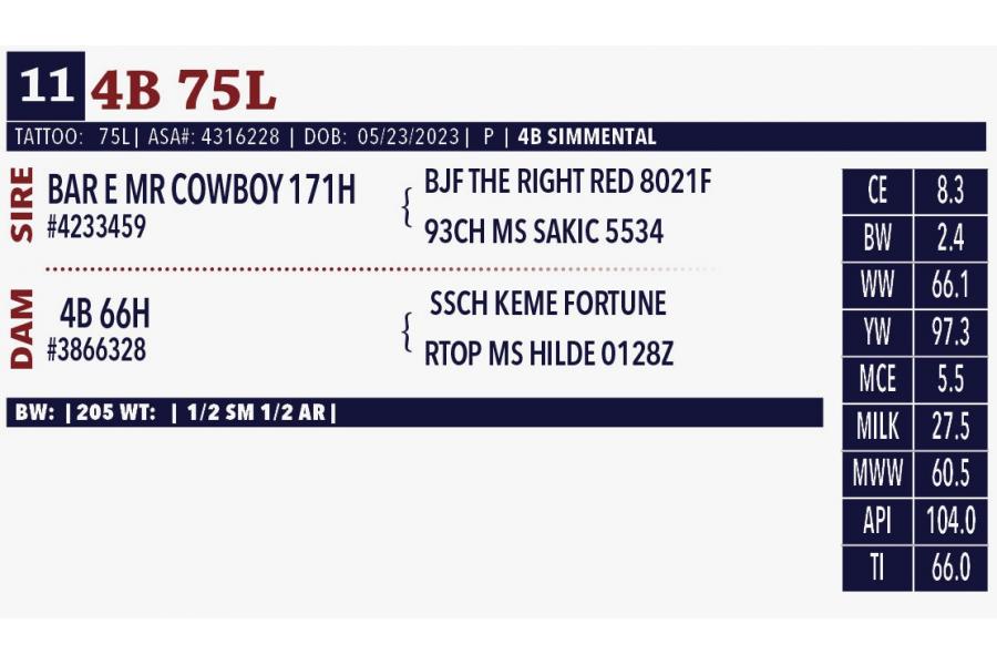 LOT 11 - PEN OF FOUR (4) OPEN HEIFERS