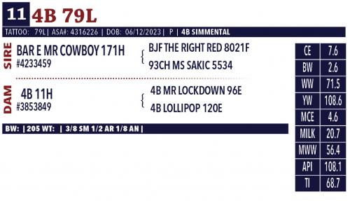 LOT 11 - PEN OF FOUR (4) OPEN HEIFERS