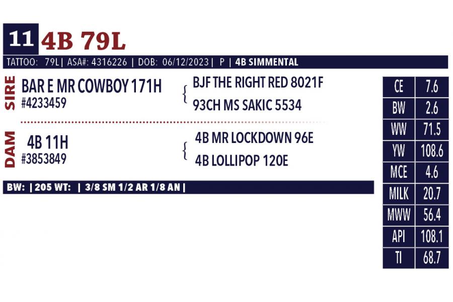 LOT 11 - PEN OF FOUR (4) OPEN HEIFERS