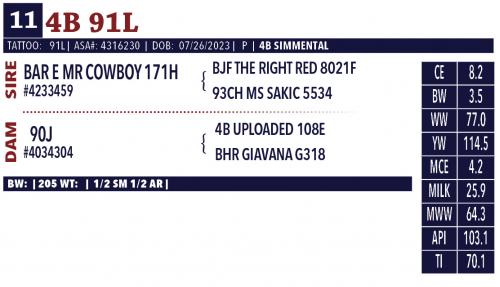 LOT 11 - PEN OF FOUR (4) OPEN HEIFERS