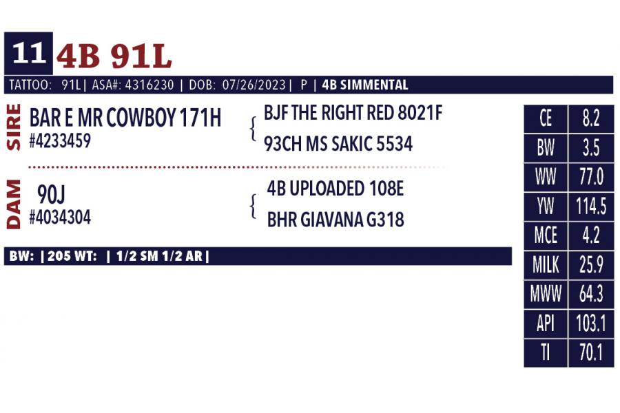 LOT 11 - PEN OF FOUR (4) OPEN HEIFERS