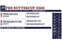 LOT 20 - PRR BUTTERCUP 336K