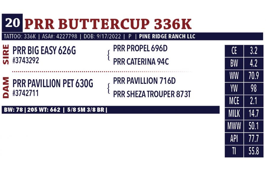 LOT 20 - PRR BUTTERCUP 336K