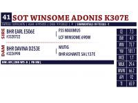 LOT 41 - SOT WINSOME ADONIS K307E