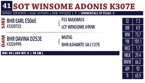 LOT 41 - SOT WINSOME ADONIS K307E