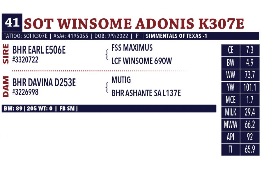 LOT 41 - SOT WINSOME ADONIS K307E