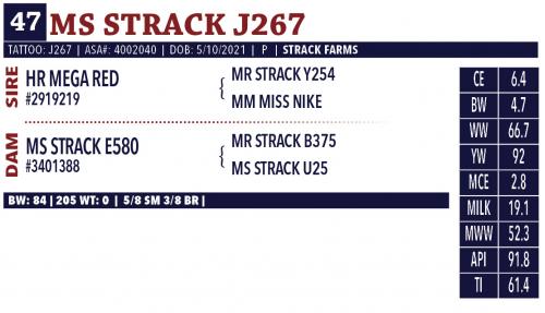 LOT 47 - MS STRACK J267