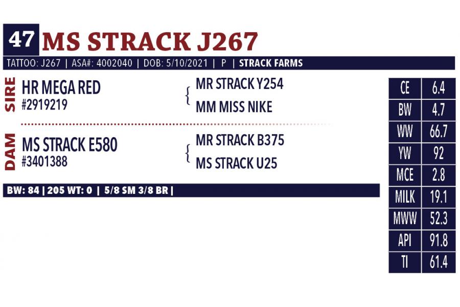 LOT 47 - MS STRACK J267