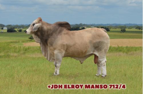 Lot 12 -  EMBRYOS - ELROY MANSO 712/4 x LADY H MOLLY MANSO