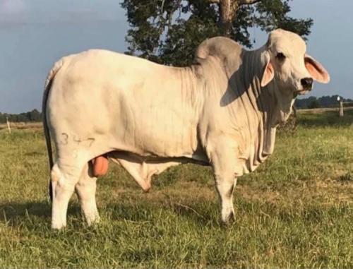 LOT 27 - MR. V8 347/8 - SEXED SEMEN