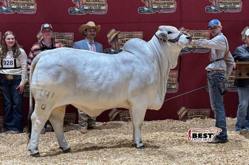 LOT 001 - LEE’S MISS KENNA MANSO