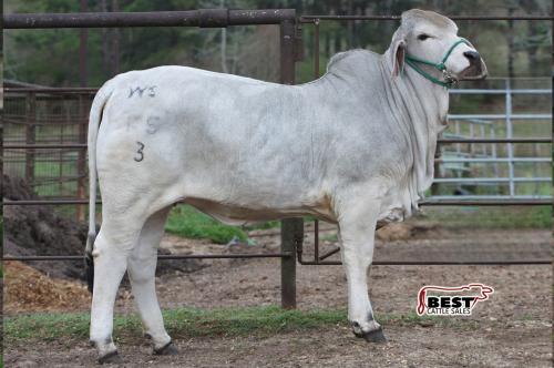 LOT 010 - WS MISS LUCY 13/3
