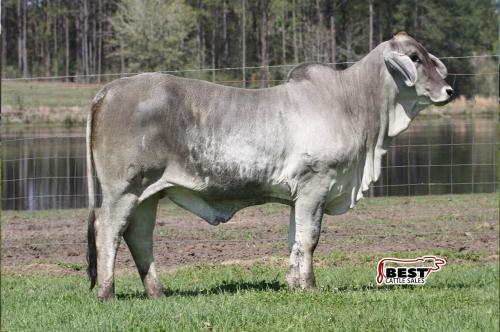 LOT 013 - MISS POLLED TRINITY 101
