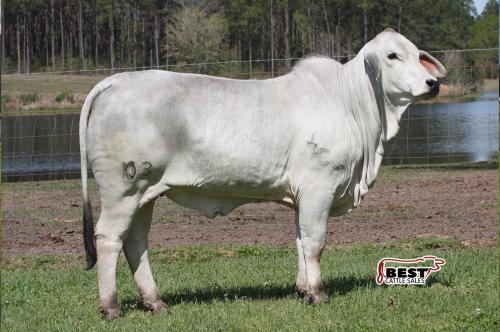 LOT 015 - MISS POLLED TRINITY 103