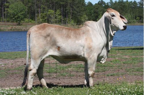 Lot 161 - LEE’S MISS LINDSEY MANSO 120/0