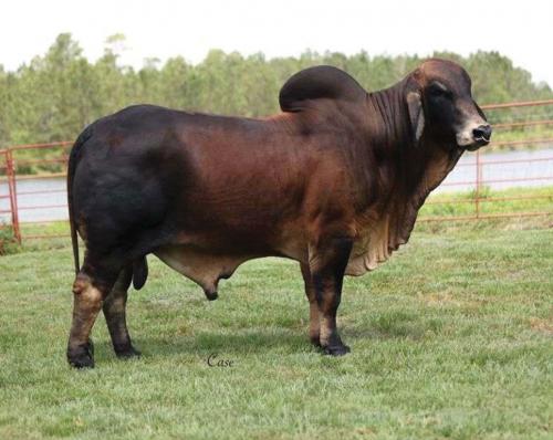 LOT 162 - LMC POLLED GOLD 32/9 (P)