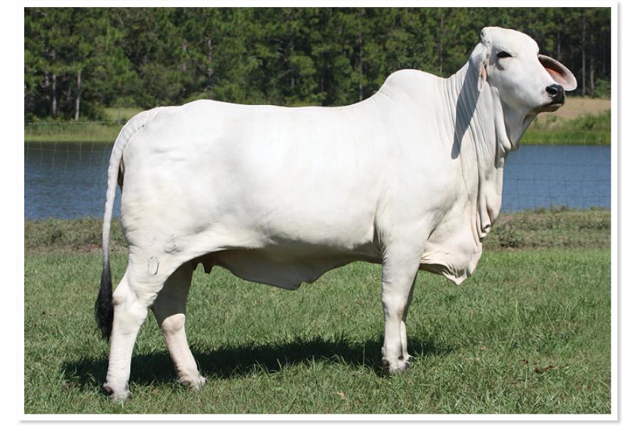 LOT 007 - LEE’S MISS HALLIE MANSO