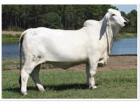 LOT 008 - 6W MS LOXLEIGH 120