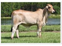 LOT 011 - LEE’S MISS MADISON MANSO