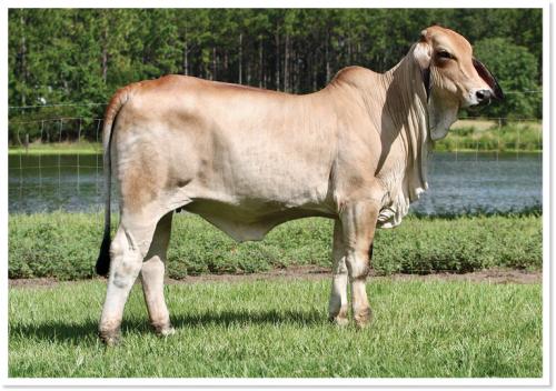 LOT 011 - LEE’S MISS MADISON MANSO