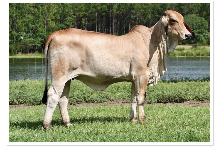 LOT 011 - LEE’S MISS MADISON MANSO