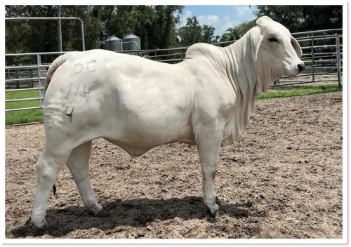 LOT 017 - DC LADY PEARL MANSO