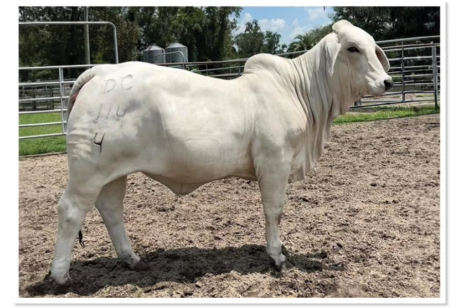 LOT 017 - DC LADY PEARL MANSO