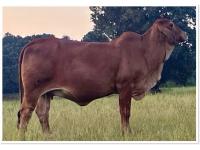 LOT 020 - LMC LN POLLED MUNECA 45/9 (P)