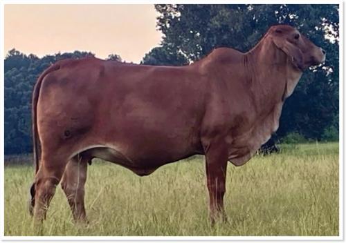 LOT 020 - LMC LN POLLED MUNECA 45/9 (P)