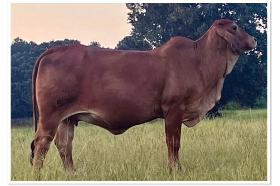 LOT 020 - LMC LN POLLED MUNECA 45/9 (P)