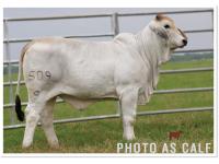 LOT 023 - SRS MISS BELLE 509/9