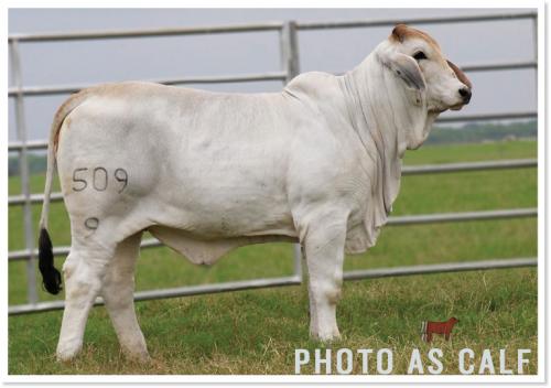 LOT 023 - SRS MISS BELLE 509/9