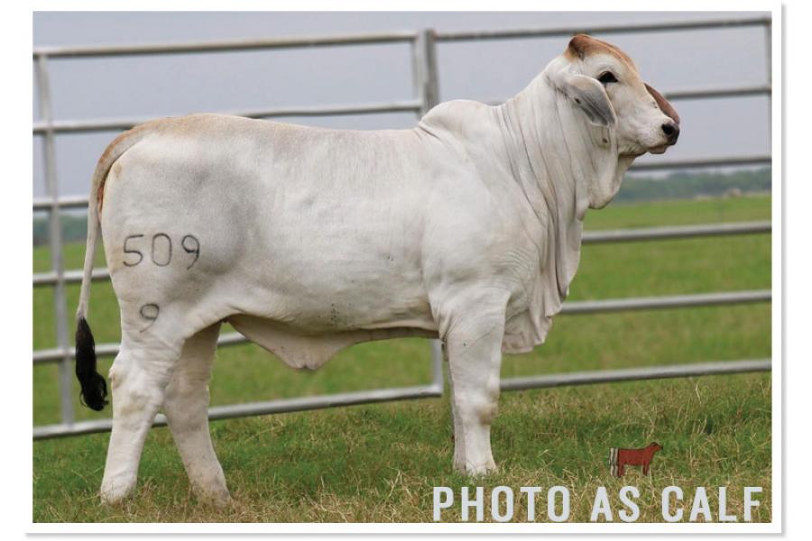 LOT 023 - SRS MISS BELLE 509/9