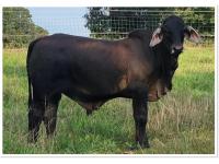 LOT 026 - HOF MR BLACK COWBOY (S)