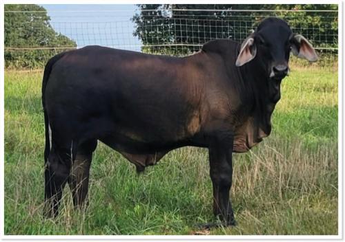 LOT 026 - HOF MR BLACK COWBOY (S)