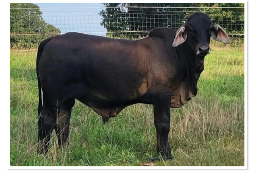 LOT 026 - HOF MR BLACK COWBOY (S)