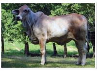 LOT 038 - MW MS EVE MANSO 866/3