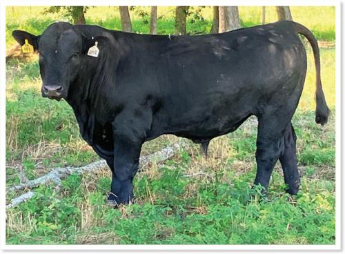 LOT 071 - REGISTERED SIMANGUS