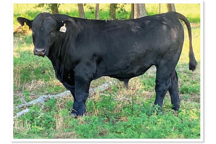 LOT 071 - REGISTERED SIMANGUS