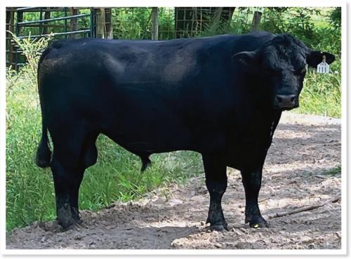 LOT 072 - REGISTERED ANGUS