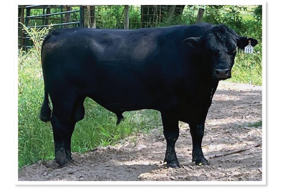 LOT 072 - REGISTERED ANGUS