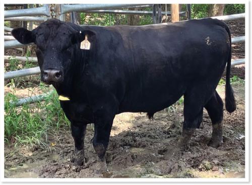 LOT 073 - REGISTERED ANGUS