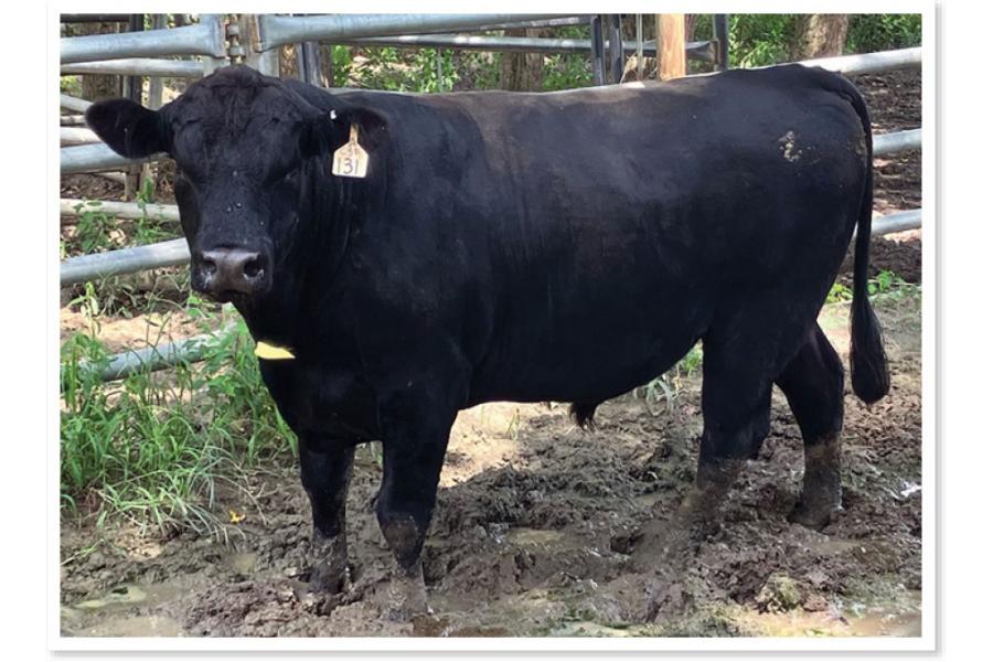 LOT 073 - REGISTERED ANGUS