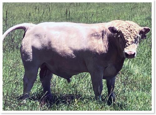 LOT 074 - REGISTERED CHAROLAIS