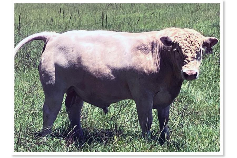 LOT 074 - REGISTERED CHAROLAIS