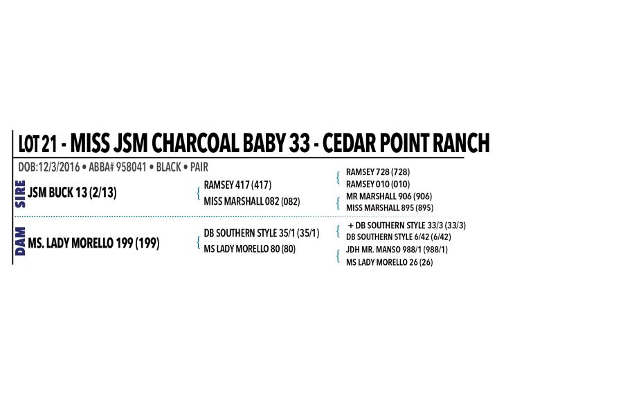 LOT 021 - MISS JSM CHARCOAL BABY 33