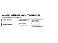 LOT 023 - SRS MISS BELLE 509/9