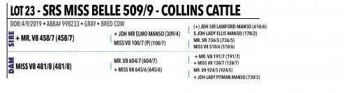 LOT 023 - SRS MISS BELLE 509/9